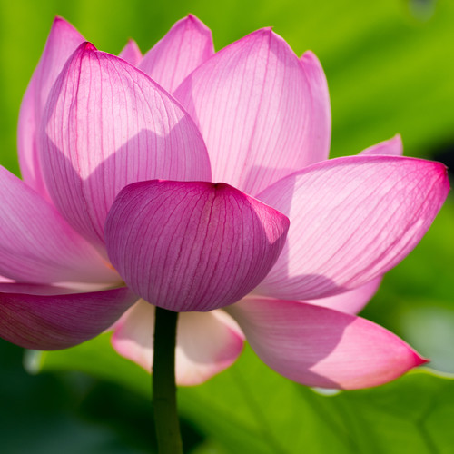 蓮の花（宮崎奕保禅師を偲んで）